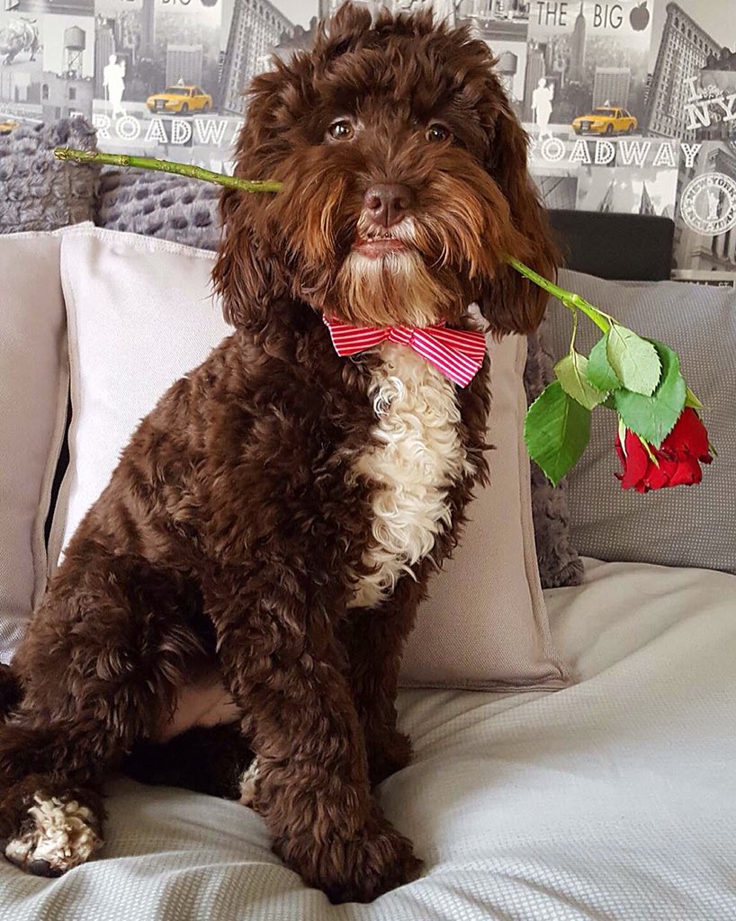 Love is .......Flo 💗 #Valentines #Valentinesweekend #dogsoftwitter @BritishCockapoo @CockapooPlace @DoodleManiacouk