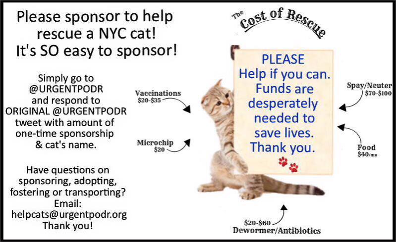 YOU can PLEDGE/SPONSOR for a #NYC #CAT #KITTEN  from "ANYWHERE" in the World it's easy! 
information.urgentpodr.org/pledges/