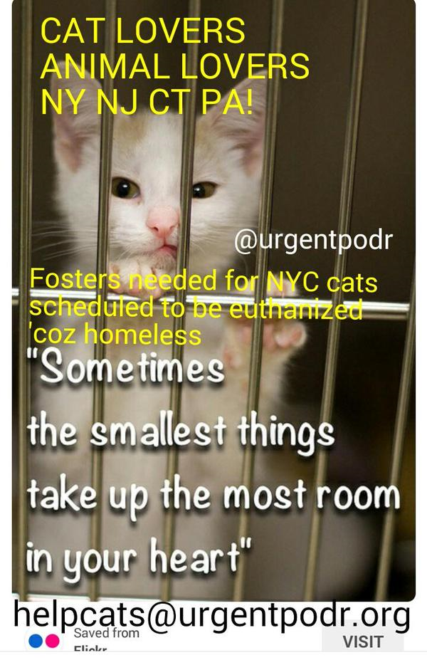 #NYC #CATS #KITTENS 
URGENTLY NEED FOSTERS 
***PLEASE***
Open your Heart + Home  #savealife 
info on pic