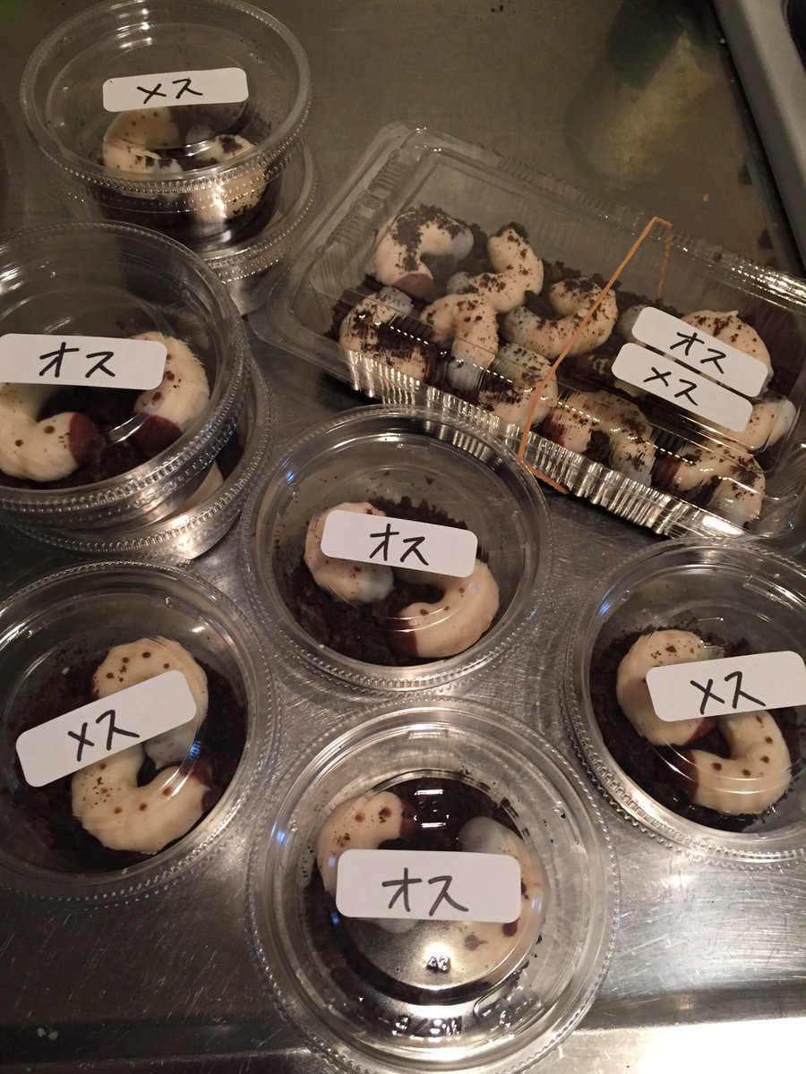 本物 バレンタインにカブトムシの幼虫チョコを作った 再現度高すぎて貰い辛い Togetter 本物 バレンタインにカブトムシの幼虫チョコを作った 再現度高すぎて貰い辛い Togetter