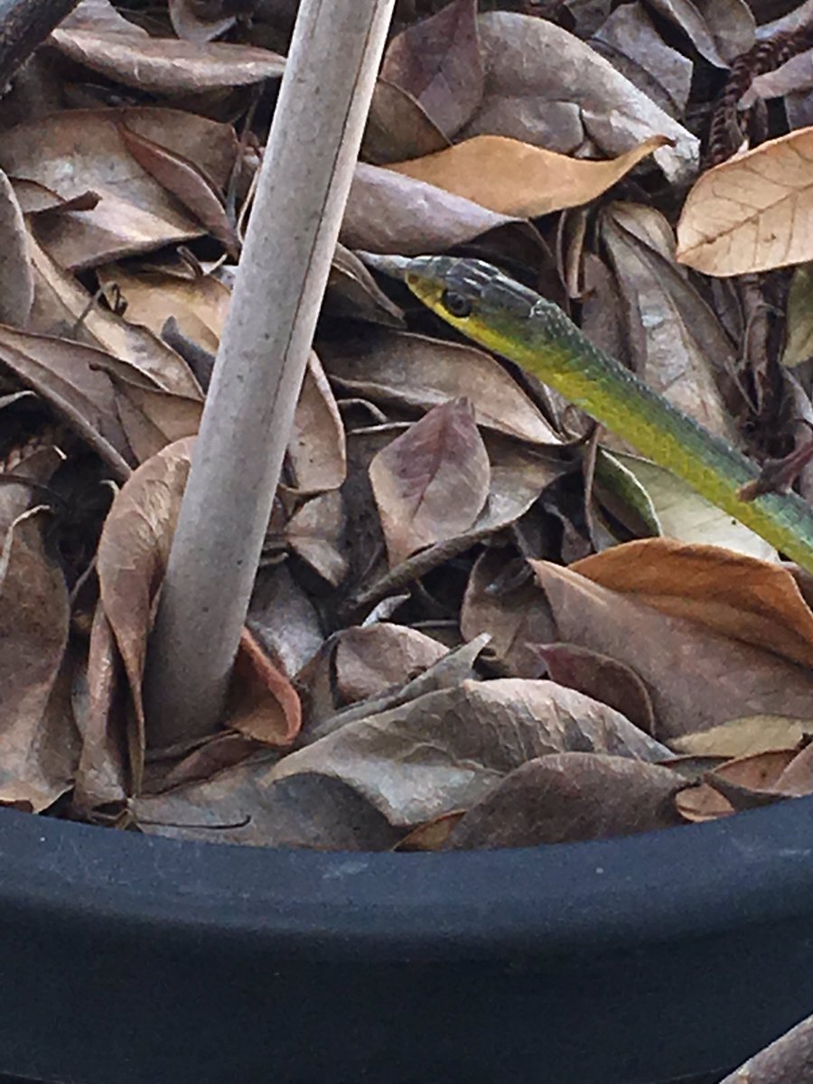 troycassardaley's tweet image. A little garden visitor, beautiful snake @BindiIrwin , #snakes
