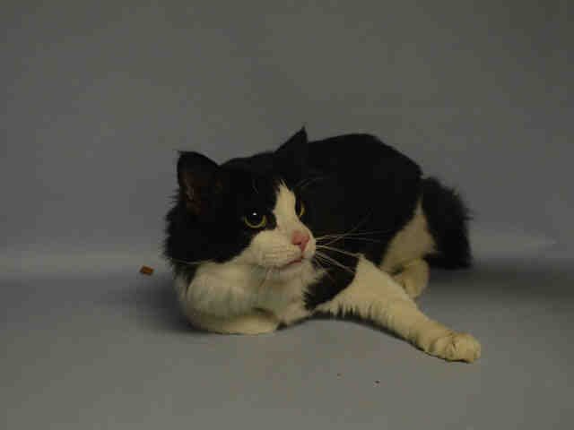 #URGENT PRECIOUS CLYDE 7yo He's Friendly enj Petts-Atten req TLC
#ADOPT FOSTER PLEDGE #NYC  
nyccats.urgentpodr.org/clyde-a1064010/