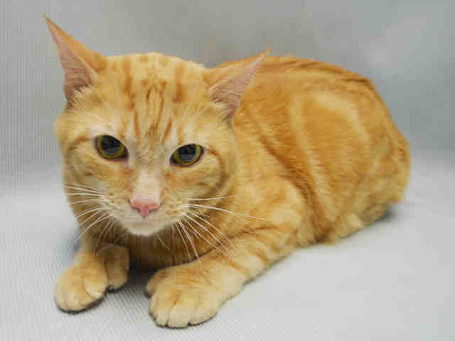 #URGENT SWEET LEONARD 2yo He's Frdly Playful Affectionate enj Petts
#ADOPT FOSTER PLEDG #NYC
nyccats.urgentpodr.org/leonard-a10646…