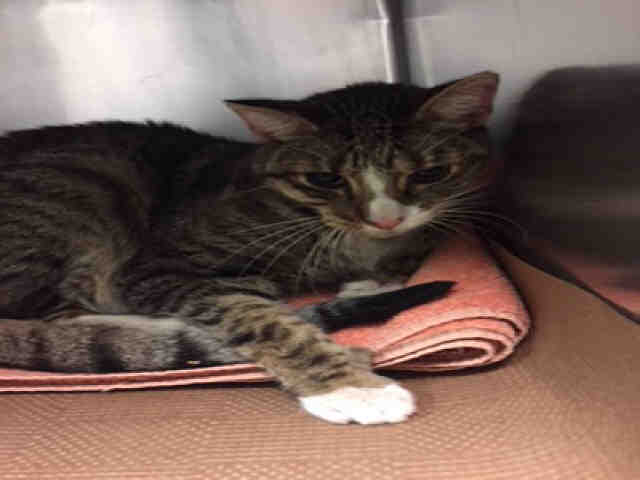 #URGENT CUDDLY WOODY neut 11yo He's Sweet Friendly Afraid req TLC 
#ADOPT FOSTER PLEDGE #NYC
nyccats.urgentpodr.org/woody-a1064967/