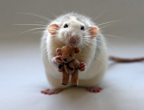 esoterismoscom's tweet photo. Ratas y ratones en sueños https://t.co/Mz9qASr2g9 https://t.co/L0bBveJ3Vp