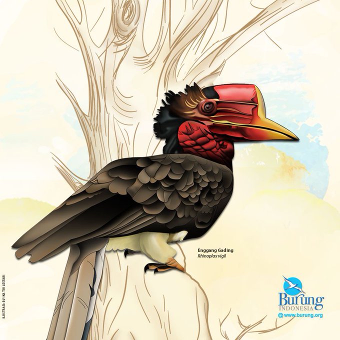 Tari Burung Enggang, Kesenian yang Diadaptasi dari Burung Keramat Suku  Dayak Kenyah