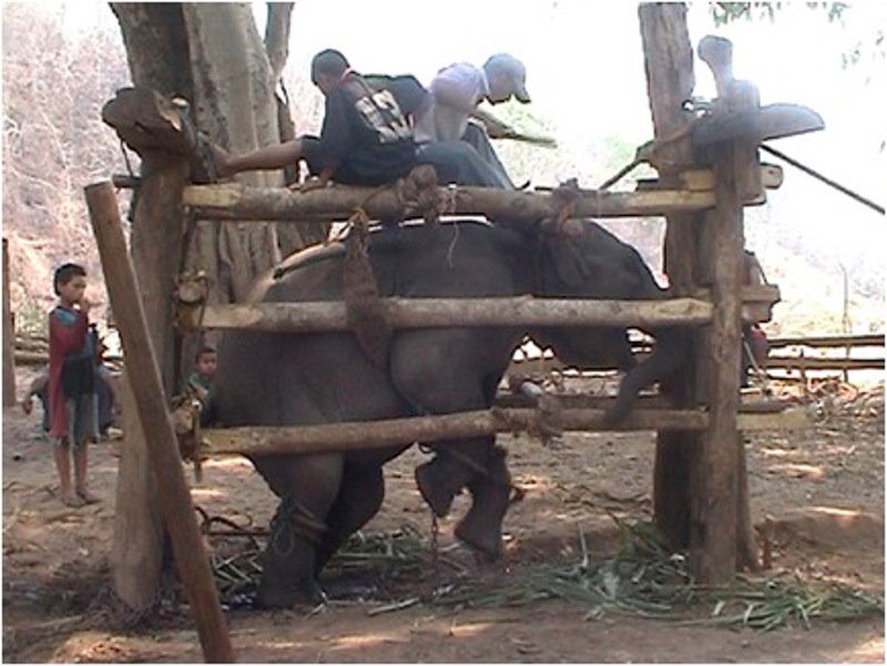 angels4eles's tweet photo. If this pic makes u sick spread the word about the truth behind 'elephant riding' https://t.co/eduOW5pQww  https://t.co/uj25268cYR