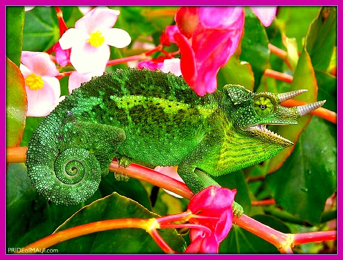 FaroToba's tweet photo. RT BuckalewAWUSA: #Islands #Top10 #Animals to See in #Maui https://t.co/GqfEyx0qwY  #Hawaii #WeekfortheAnimals … https://t.co/Fr450lH1QF