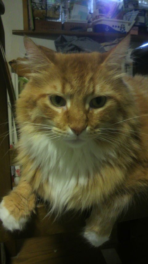 白猫プロジェクトさいかわ猫決定戦