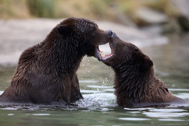 BestPhotogr's tweet photo. Kissing Bears [-Digital-Picture_com] https://t.co/6KPpGvbPI7 https://t.co/u1iW3QNOMz