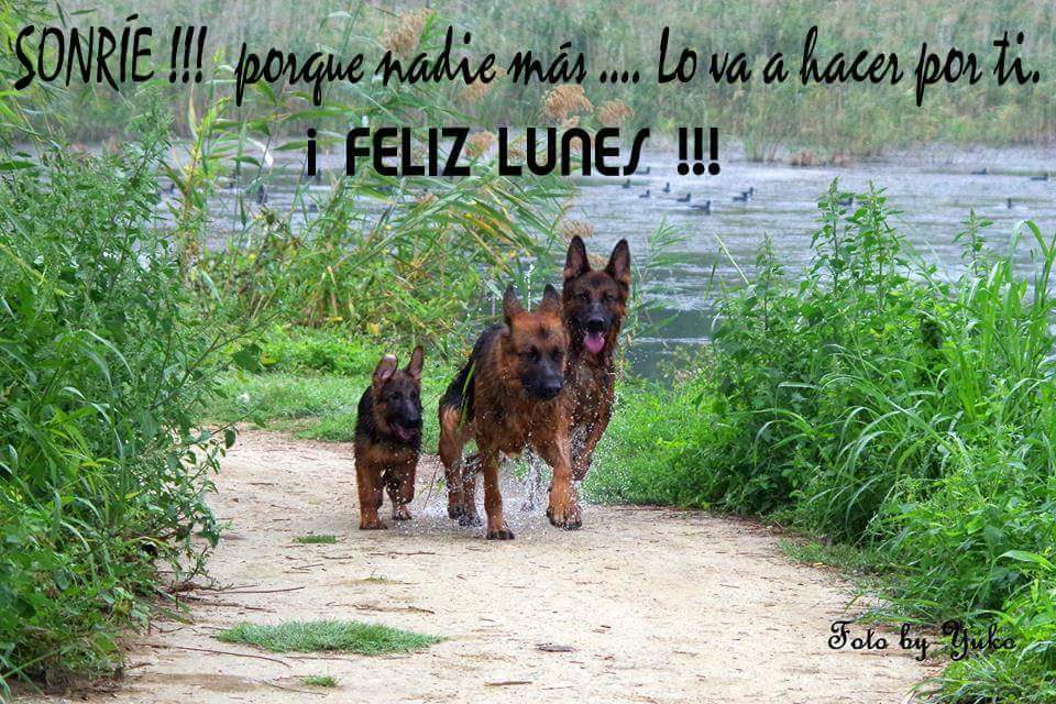 Madridogs's tweet photo. Comenzamos la semana con buen pie. #madridogs #perros #sonrie #FelizLunes https://t.co/C6T1n684AA