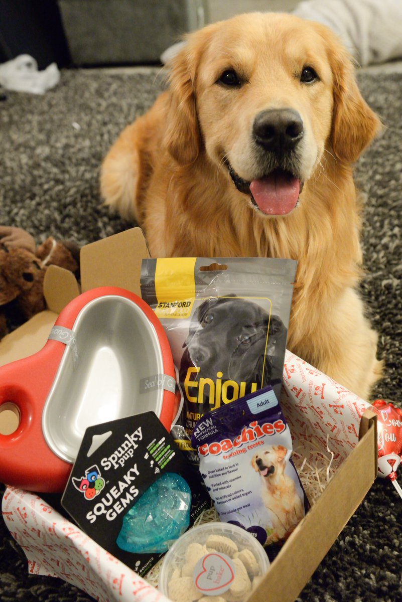 vivadogsUK's tweet photo. #HappyMonday!!
#barkbeats #dog #dogsoftwitter https://t.co/Bh1Th1PraB