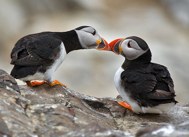 ANASTALYA's tweet image. ~~~  }}}@dinyrose31 @akrivipol {{{  ~~~
Merci beaucoup!Belle Saint Valentin remplie d Amour*~*)))~~~~