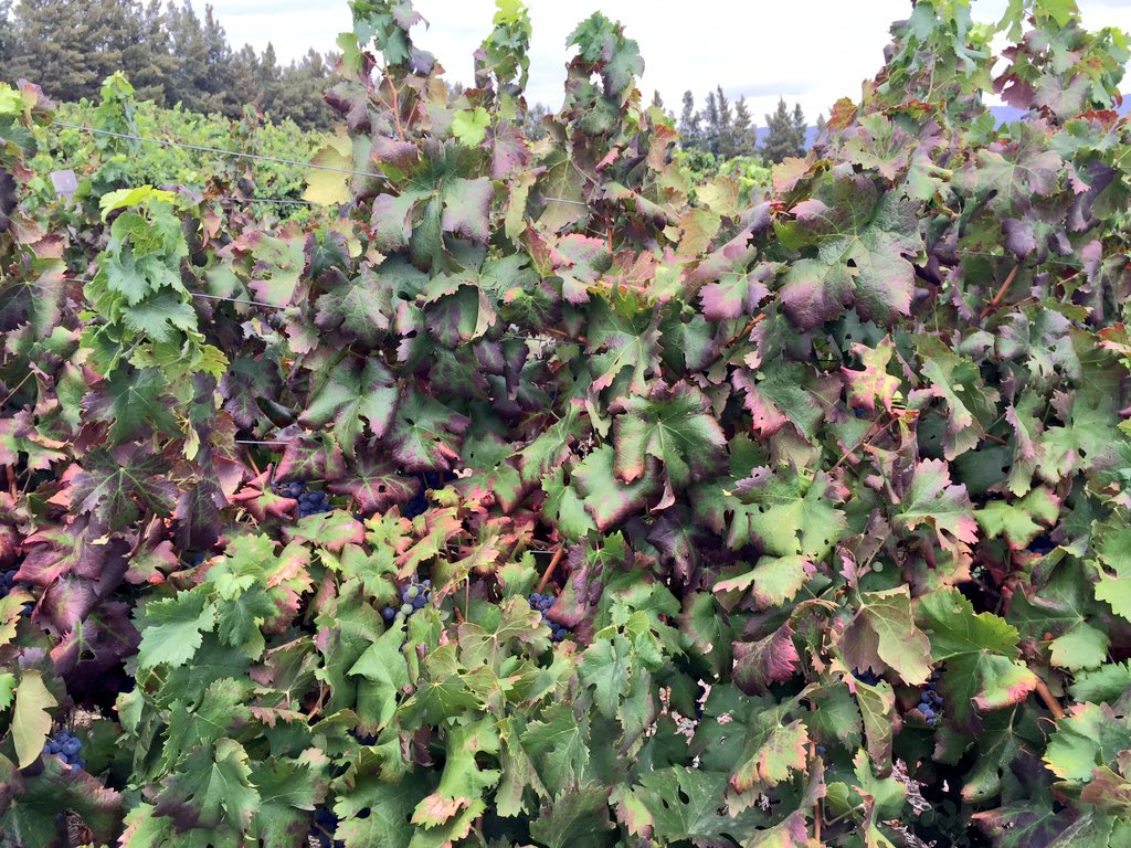visualviti's tweet photo. #leafrollvirus destroying this block of Ruby Cabernet. Better control strategies need be be applied. https://t.co/0H6QW1cIyp