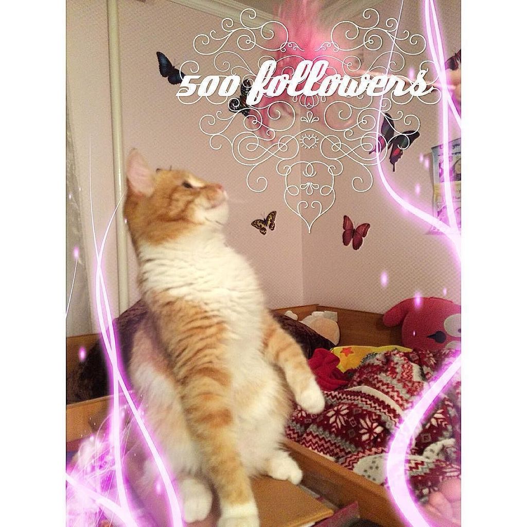 Chatchatcatcat's tweet image. Hooray!!! Thanks everyone for following me!!!💗💗💗 You are cool and perfect!!! #500 #follow #followers #imdancing #ca…
