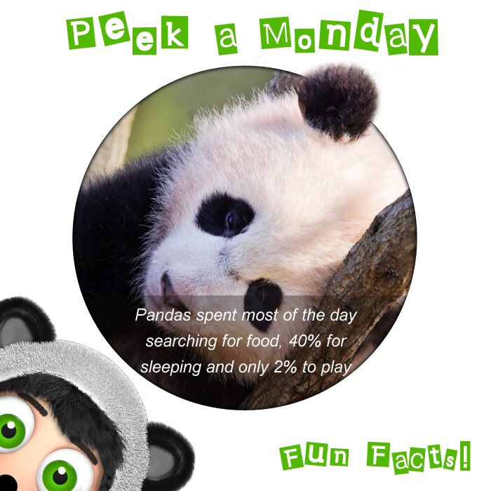 Appabox's tweet image. Peekabox-Forest: Flashcards. Perfect for babies and toddlers. Animal Sounds and Names.