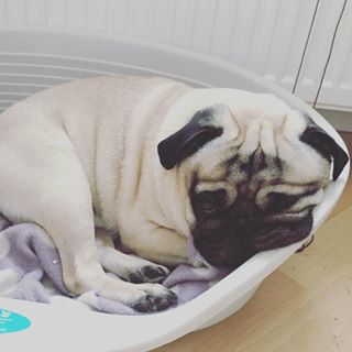 Joy_PhotoCam's tweet photo. Montag... #carldermops #pug #pugsofinstagram #instapug #instamops #mops #puglife https://t.co/OhCJRryXGk https://t.co/81yQOd6ZJl