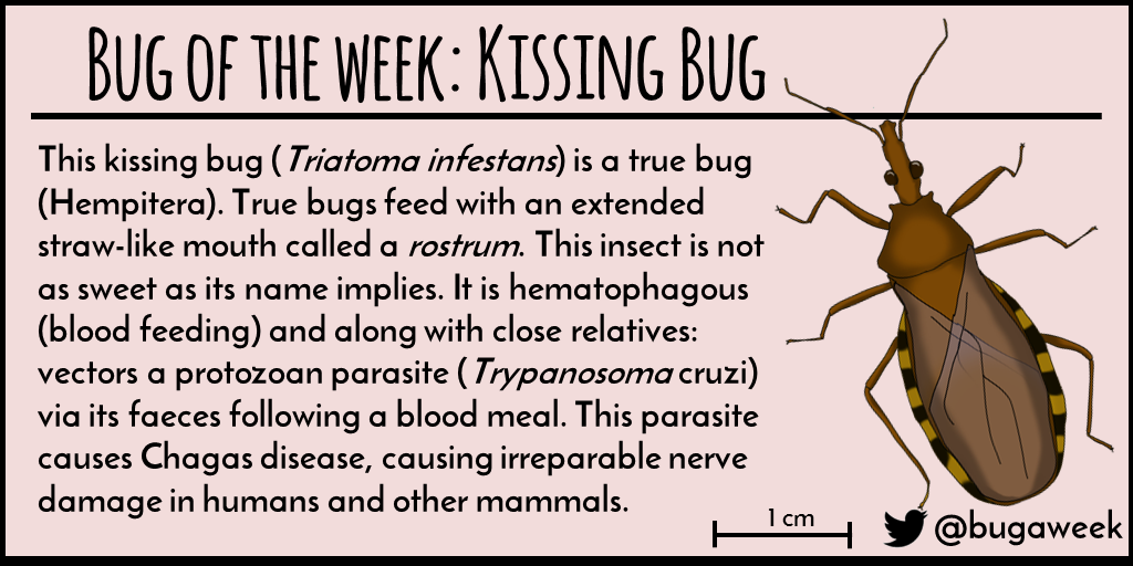 Bug of the Week