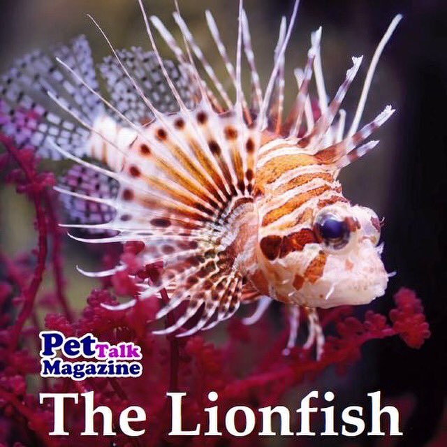 Pettalkmag's tweet photo. The Lionfish is considered a threat to the Atlantic Ocean ecosystem. Check PetTalk printed Magazine Jan 2016 issue https://t.co/pm1J58KKQX