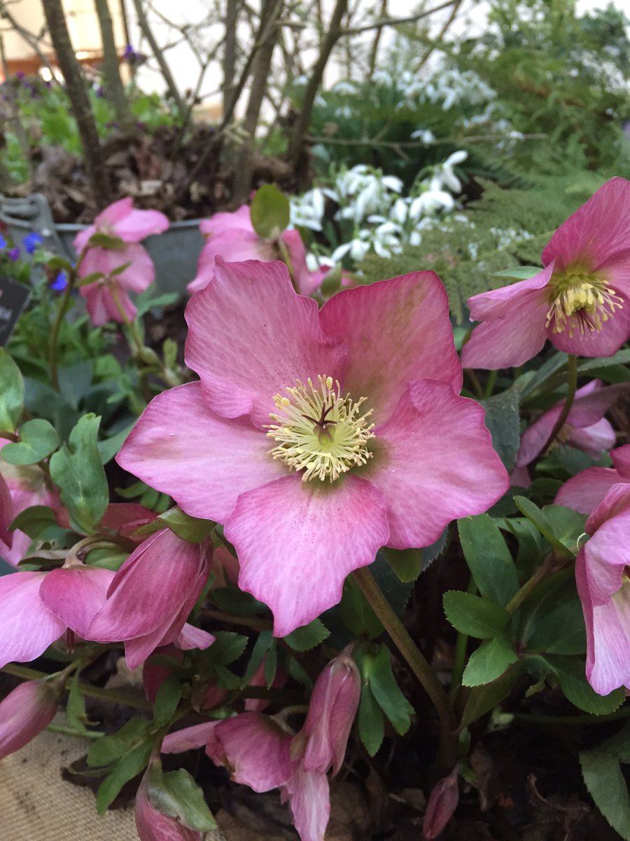 gartnerkenneth's tweet photo. Lovely plants @hardyplants! Make them a visit tomorrow @rhs early spring plant fair in London 👍🏻 https://t.co/jKbrFq8SE9