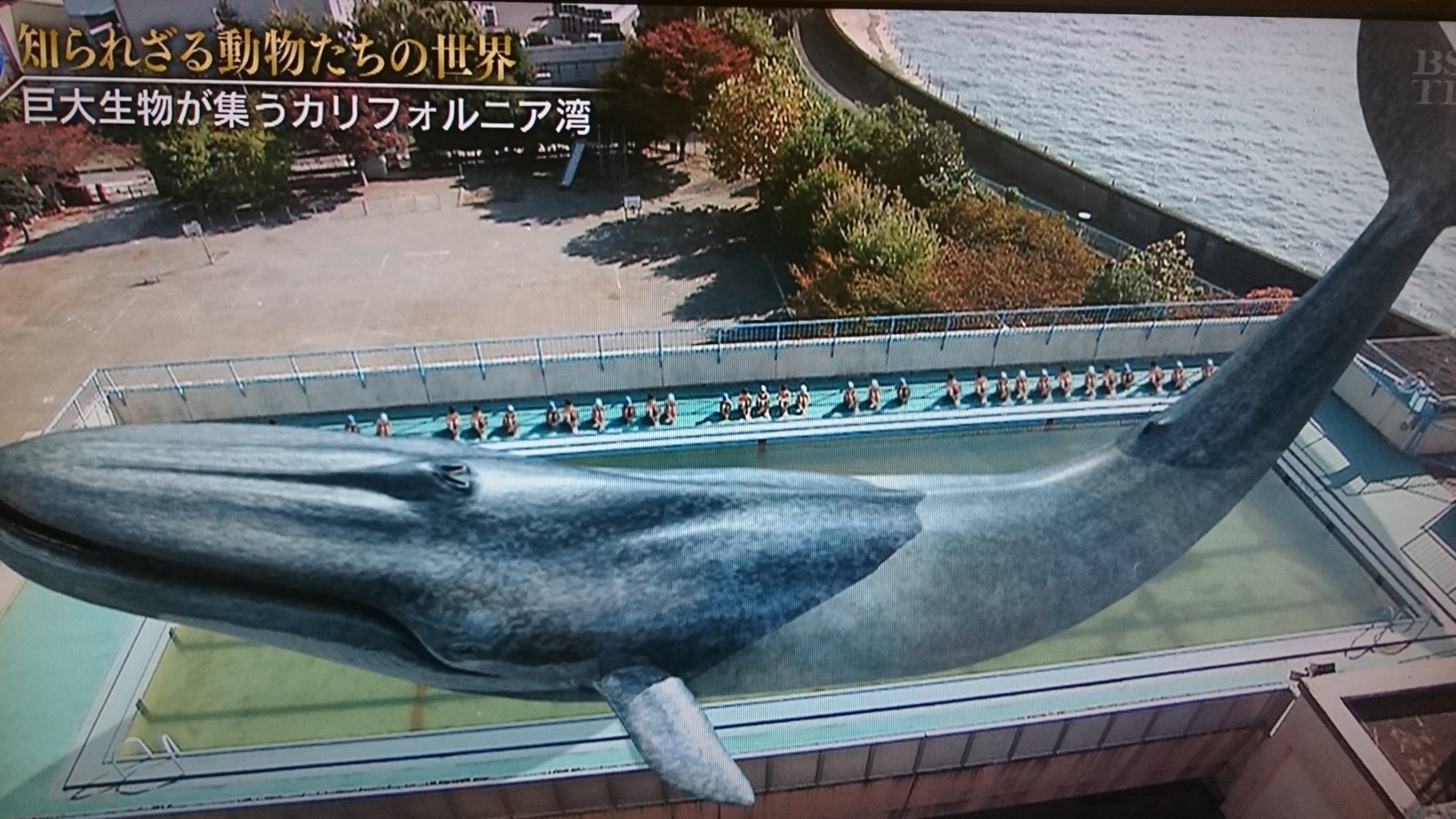 かペちょろ Sur Twitter シロナガスクジラ の大きさを表現するのにcgで25mプールからはみ出す様子や3階建て校舎と比較 するっていいね デカさがよくわかる 知られざる動物たちの世界 T Co 58eqzdkgcn Twitter