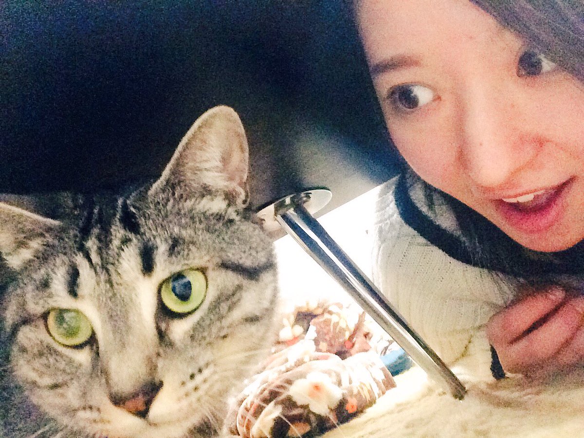 Karimata Kyona 猫ちゃんがいるホテル 部屋に入ってくるし 部屋は家みたいだし可愛いちなみに猫の名前はヨドバシっ T Co Nbve2cuzmn Karimata Kyona 猫ちゃんがいるホテル 部屋に入ってくるし 部屋は家みたいだし可愛いちなみに猫の名前はヨドバシっ T Co Nbve2cuzmn