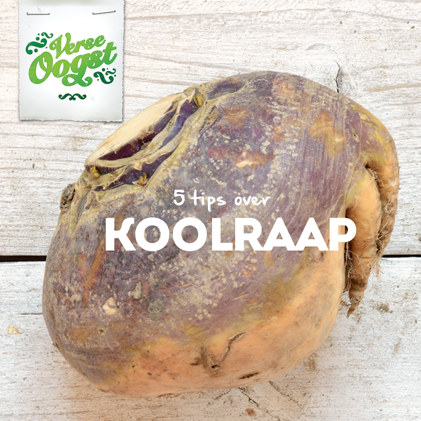 verseoogst's tweet photo. #Koolraap, #knolraap, #koolrabi, wat is het verschil? Lees het hier: https://t.co/MptzMQl6f1 #verseoogst @bakkerbio https://t.co/60e0xPRZIj