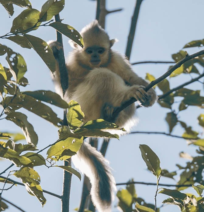More antics from <a href="/KateHumble/">Kate Humble</a>'s baby #Yunnan snub-nosed monkeys in this short montage video
goo.gl/gpJ7st