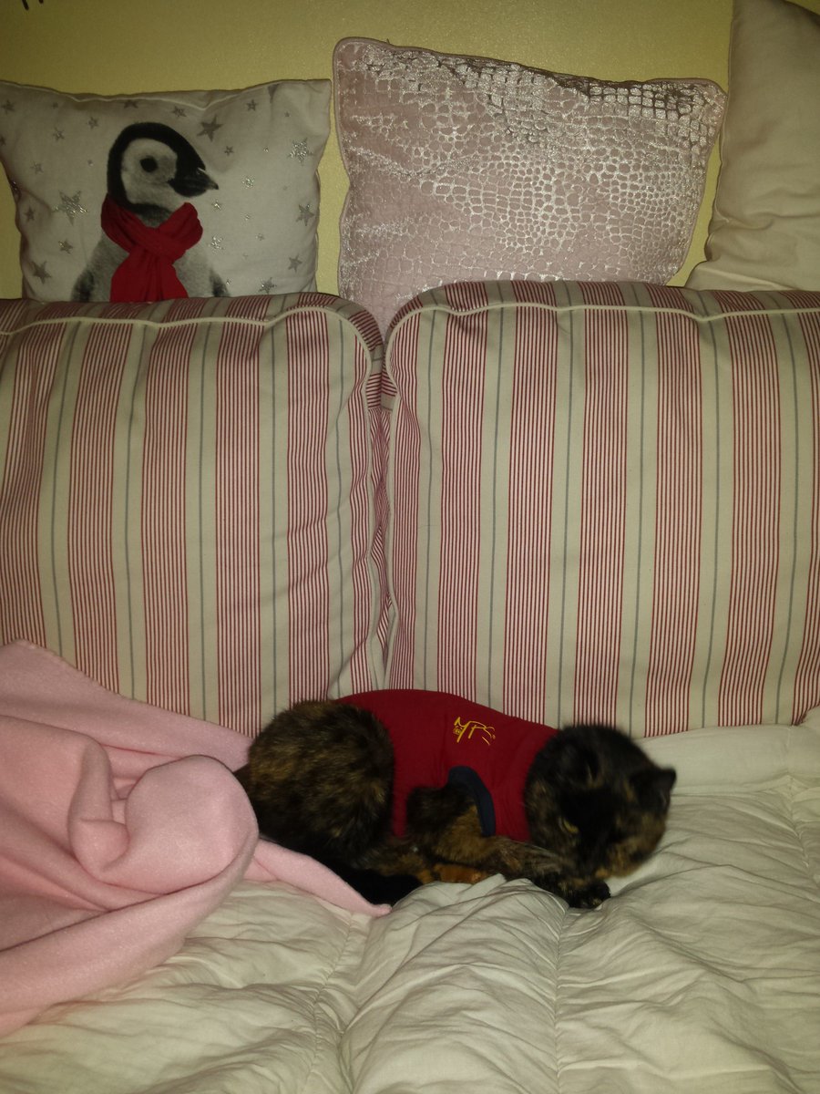 kanker_ervaring's tweet image. #RT Ik had #borstkanker en nu heeft mijn kat Isepoes ook borstkanker! Zie mijn #Blog bit.ly/1SrPw9H