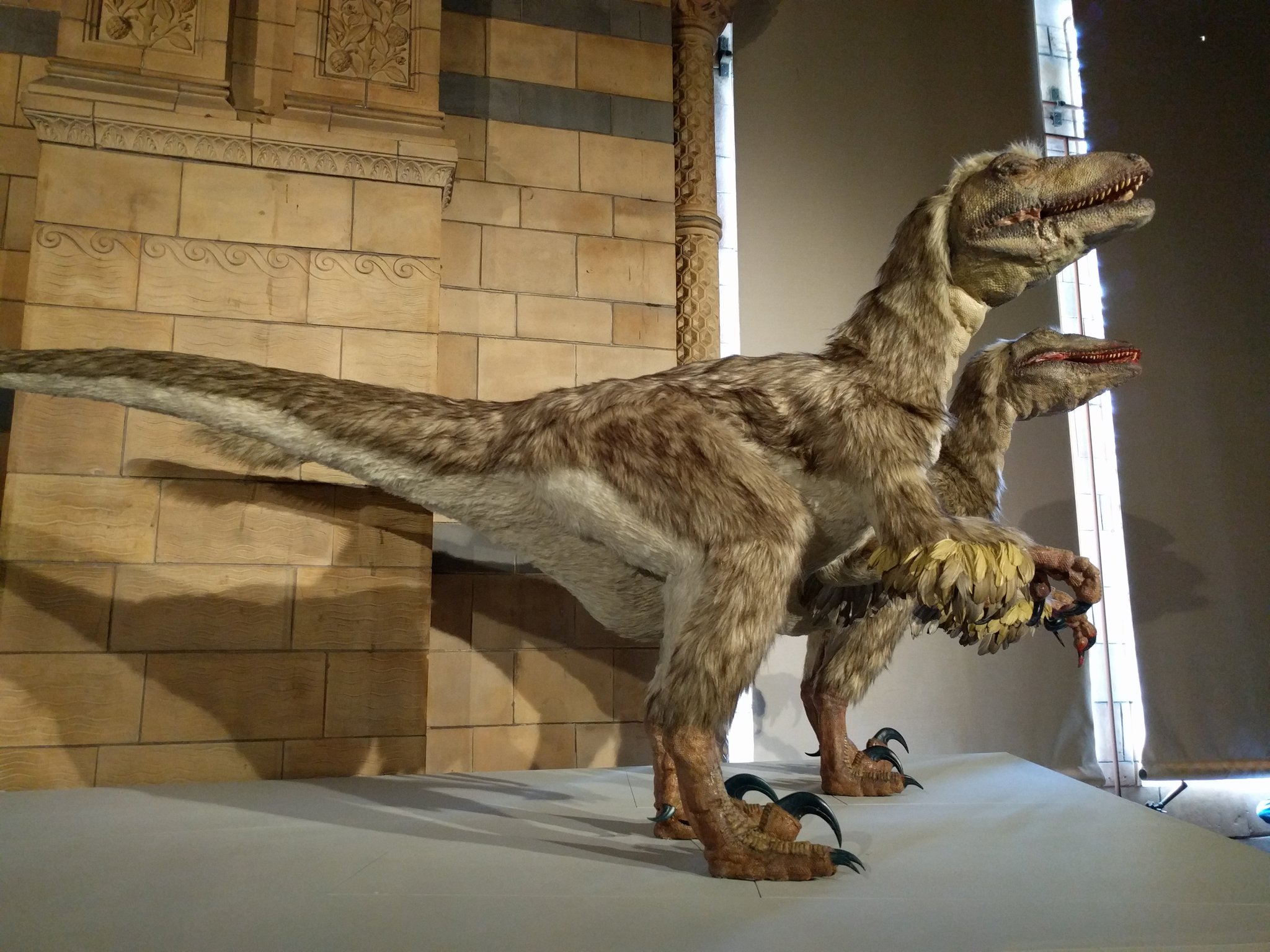 Deinonychus  Natural History Museum