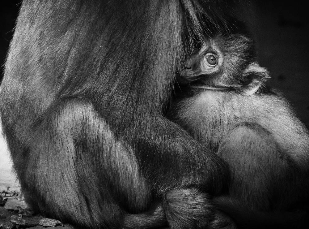 I'm on a monkey roll - this cutey from Qing Cheng Shan, Sichuan. Happy Year of the Monkey! #TTOT