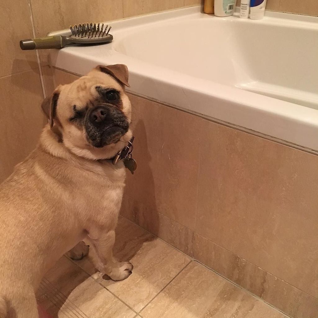 Puglee_Pug's tweet photo. When you drop your best friend "Bird" in the tub but lack the opposable thumbs to retrieve him #pugproblems #needas… https://t.co/gg37GfPhMt