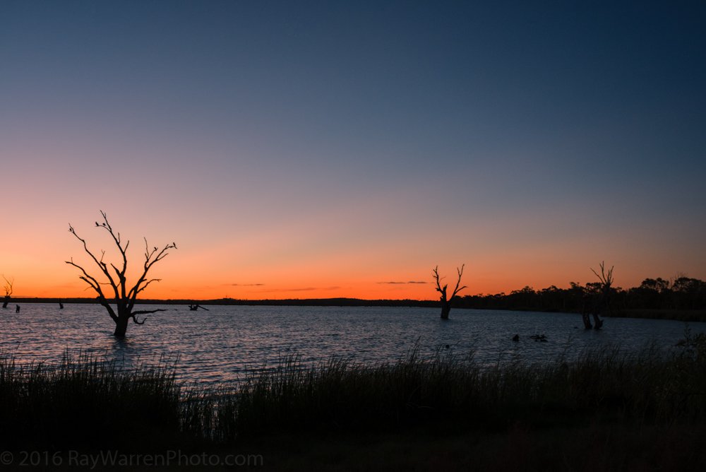 RayWarrenPhoto's tweet image. Dusk at Loch Luna  in South Australia's Riverland. #travel #SouthAustralia #Riverland