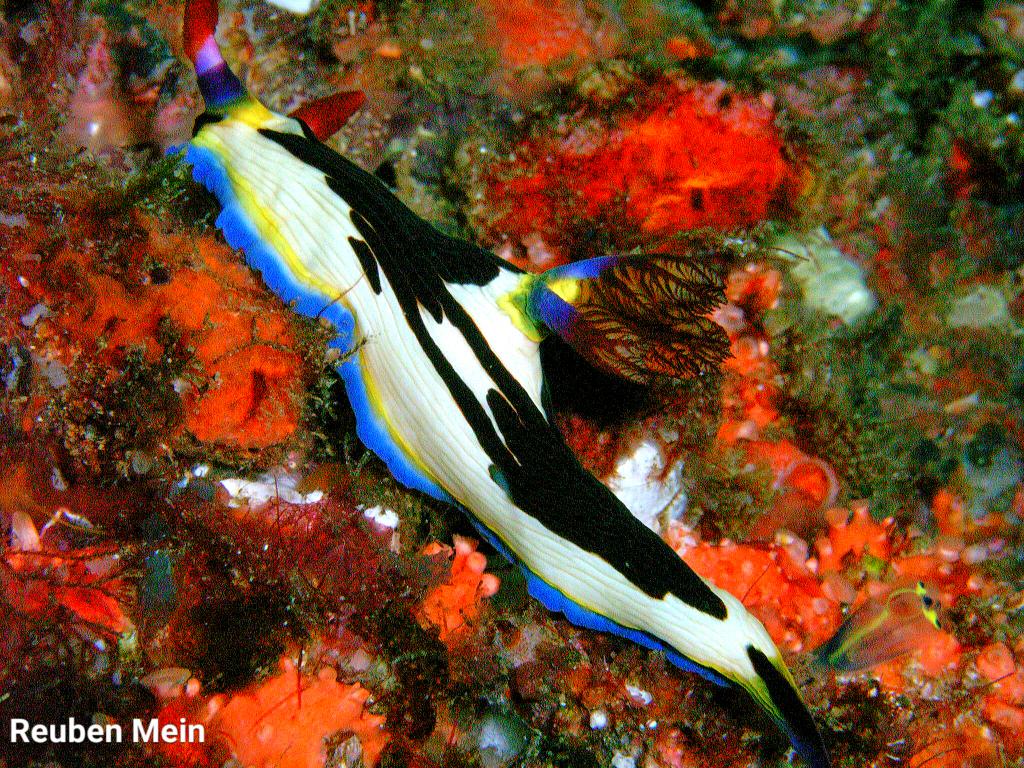 Reuben_Mein's tweet photo. #scuba #diving #Africa is #amazing. Most amazing #nudibranchs in the #world. Don't just focus on just the big stuff! https://t.co/fDWK7uDVo6