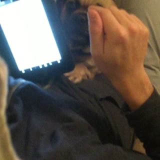 Joy_PhotoCam's tweet photo. He LOVES Adam β€οΈβ€οΈ just a sneaky pug push in. #pugalier #pugattack #pug #cute #love https://t.co/lv90GrHj26 https://t.co/TRMwMwcgCj