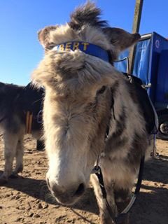 Fatyakka's tweet photo. Half term fun @WestonSeafront https://t.co/BUl421tyn0