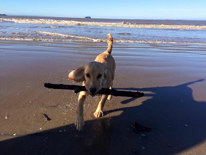 Fatyakka's tweet photo. Oakleys loving the sea @WestonSeafront https://t.co/SgFq1U1oQb