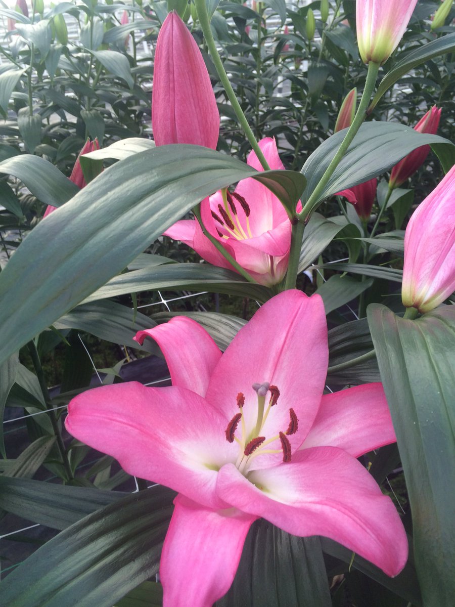 makbreeding's tweet image. Start flowering greenhouse 't Zand