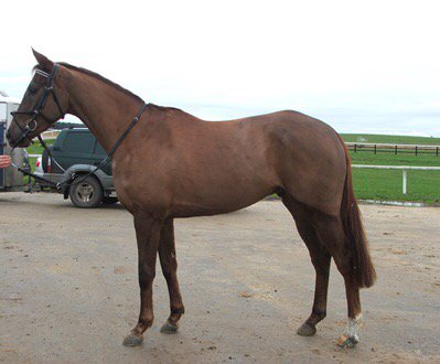 Richard Botterill (@richardbotteri2) on Twitter photo CESAR COLLONGES(FR) ex 1/2 sist to NEPTUNE COLLONGES wnr of 4yo Mdn Kirkistown selling <a href="/tattscheltenham/">Tattersalls Cheltenham</a> on Thursday CESAR COLLONGES(FR) ex 1/2 sist to NEPTUNE COLLONGES wnr of 4yo Mdn Kirkistown selling <a href="/tattscheltenham/">Tattersalls Cheltenham</a> on Thursday