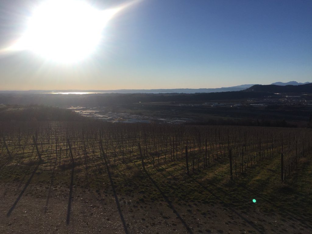 ladamavini's tweet photo. Colombarino! Il vigneto della luce https://t.co/99PBA3kgWX