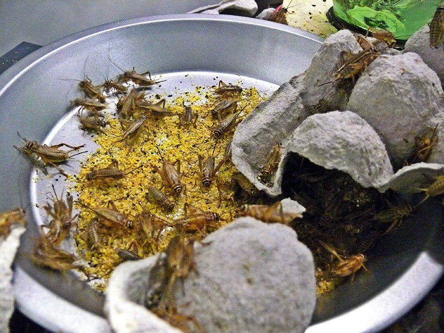 Andrew Zimmern (@andrewzimmern) on Twitter photo The country’s first edible insect farm: 5 questions with <a href="/BigCricketFarms/">Big Cricket Solutions</a> ›› bit.ly/AZ5qKB The country’s first edible insect farm: 5 questions with <a href="/BigCricketFarms/">Big Cricket Solutions</a> ›› bit.ly/AZ5qKB