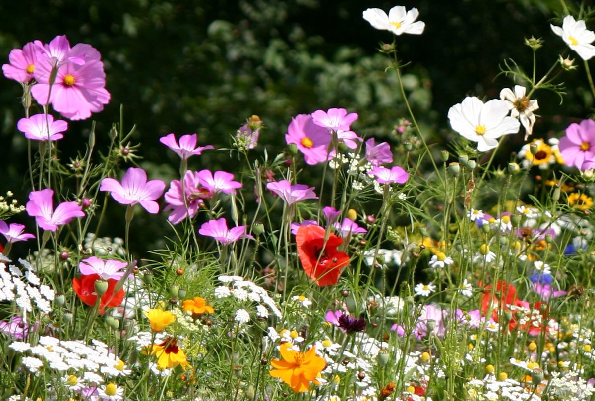 We have the perfect seeds waiting for a #winner - RT for our #winitwednesday 17/02 meadowinmygarden.co.uk/mini-meadows/c…