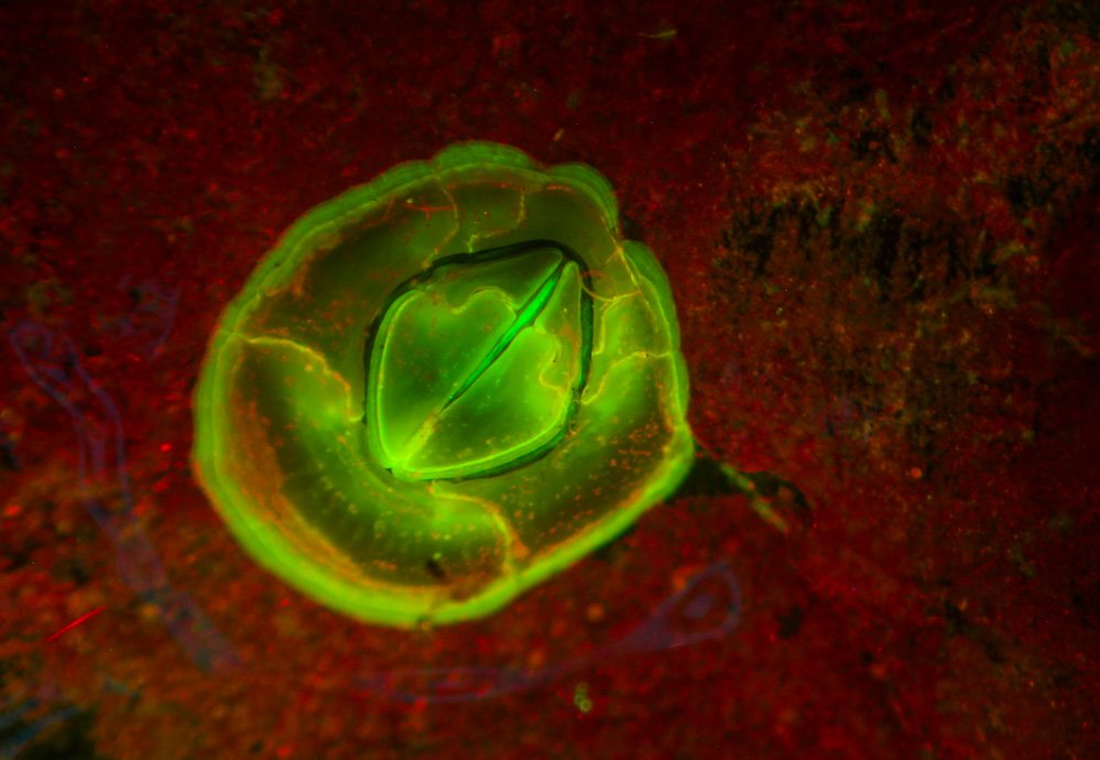 NIGHTSEA29's tweet photo. New #NIGHTSEA image gallery of New England #marinelife #fluorescence under the #microscope https://t.co/MLbPviOoyg https://t.co/fMJY1Ornff