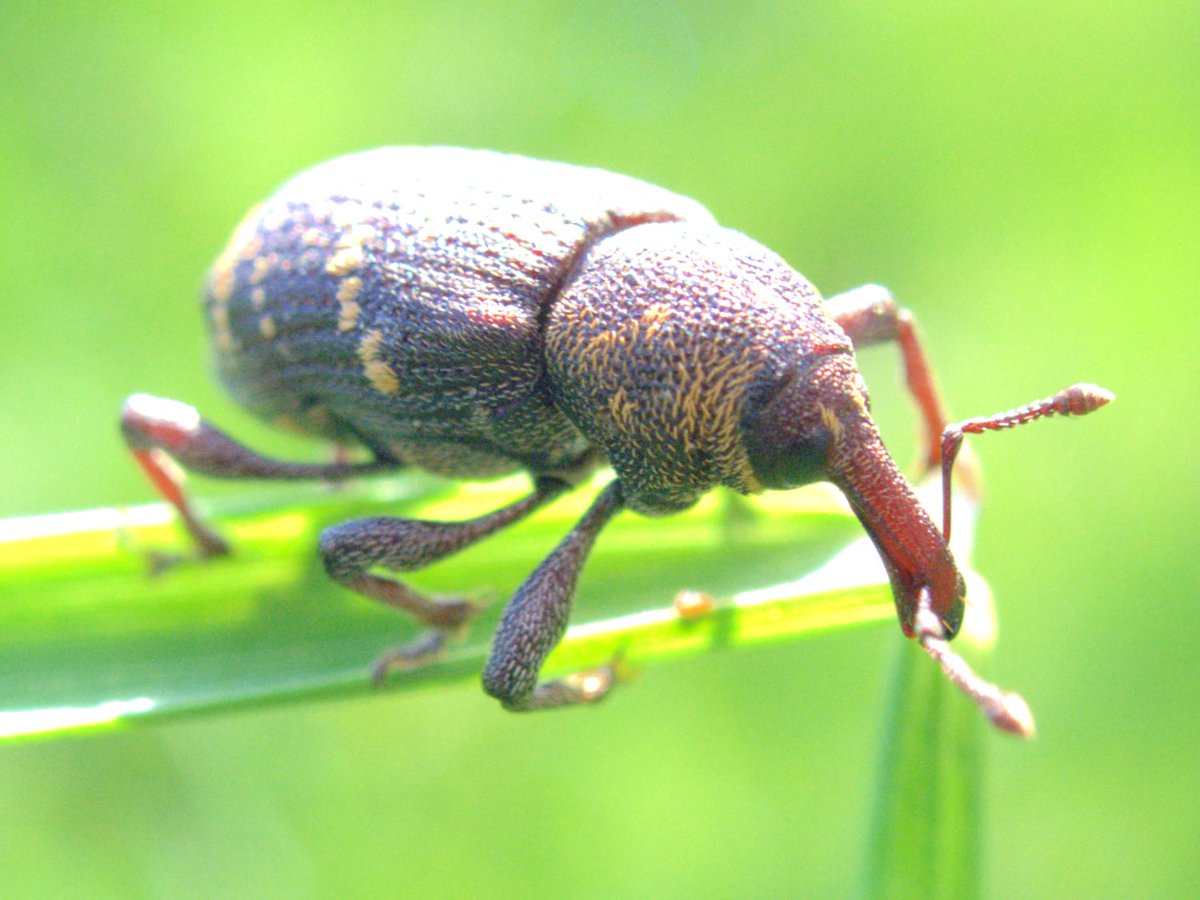 BioCosillas's tweet photo. Se calcula que hay mil millones de #insectos por cada ser humano y cada año se descubren 10.000 nuevas especies https://t.co/AEYgMr0pZ4