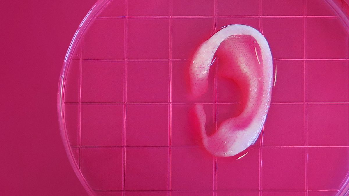 This 3D bioprinter can make human-sized ear, muscle, and bone tissues theverge.com/2016/2/15/1099…
