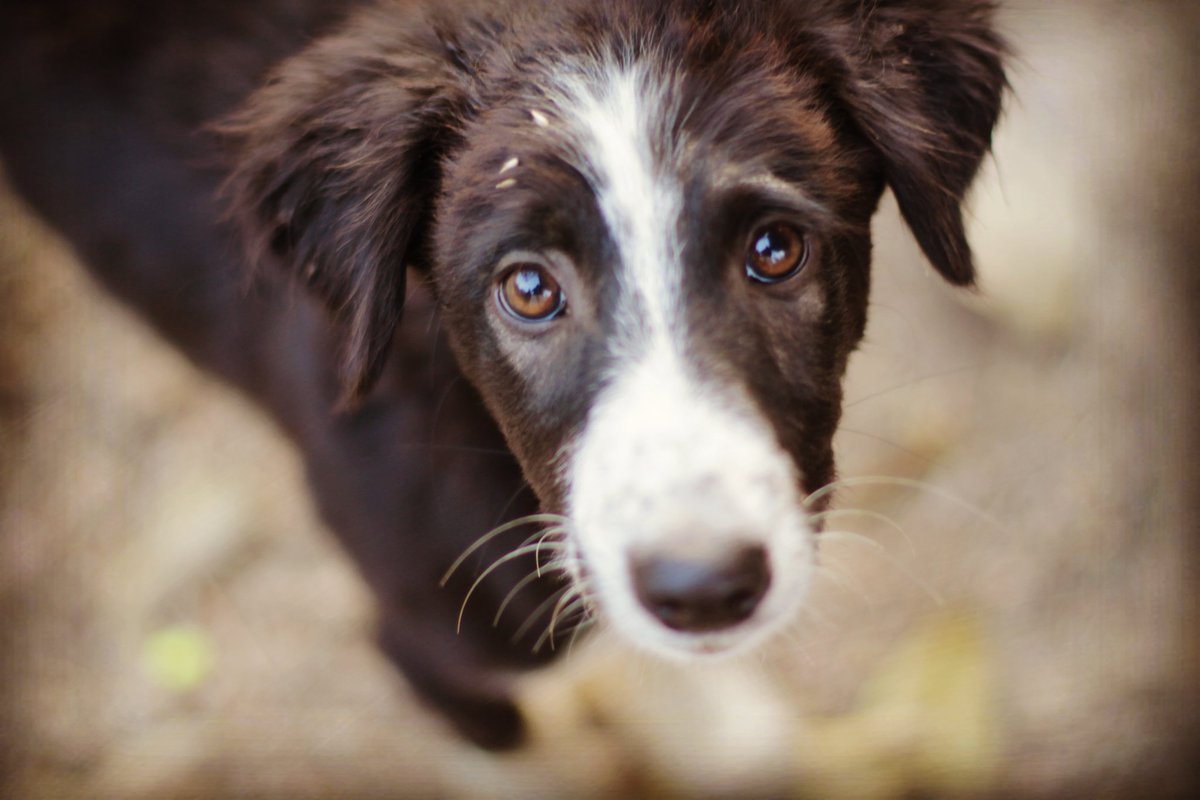 PrajeshGaonkar's tweet photo. My new #follower 😜
#traveldiaries #travelphotography  #puppyface #cuteface #doglover
#picoftheday
Soultraveller https://t.co/W2BRXYlSWM