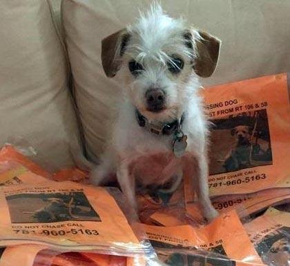 Whos_In_Charge's tweet photo. When #rescuedogs save rescue dogs! Great @WCVB story abt a lost #pup saved by a fellow resc…/buff.ly/1o83fFN https://t.co/sM7Ue4eK8I