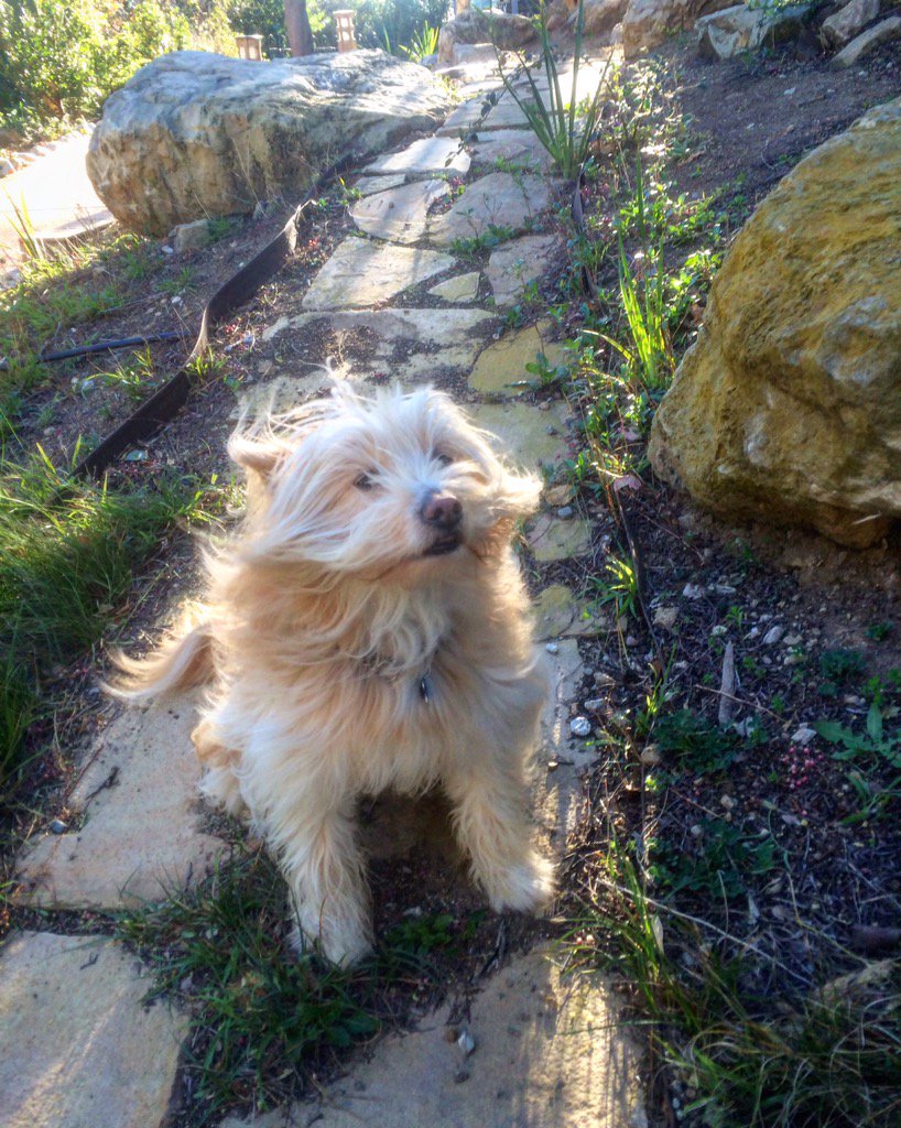 Windy days #LosAngeles #mcm