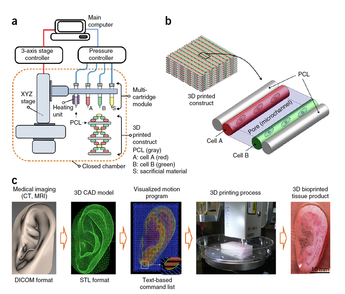 A 3D bioprinting system to produce human-scale tissue constructs with ...