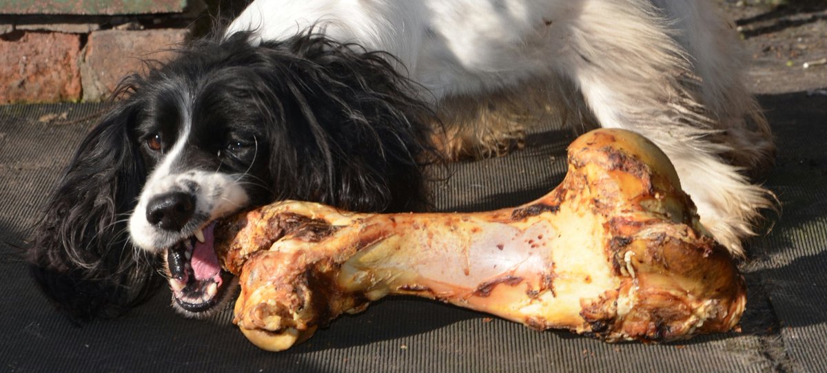 Sneaks in..   dumps a photo of a mad spaniel..   sneaks out